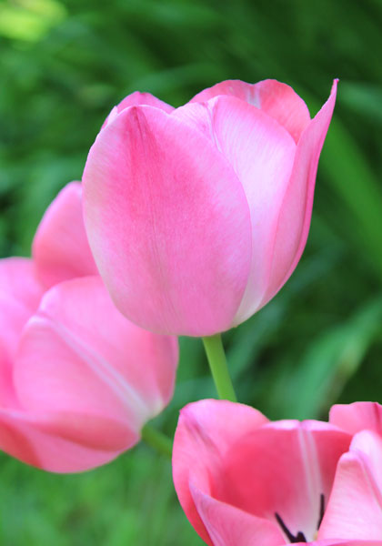 Clara Butt tulip heirloom bulbs #1