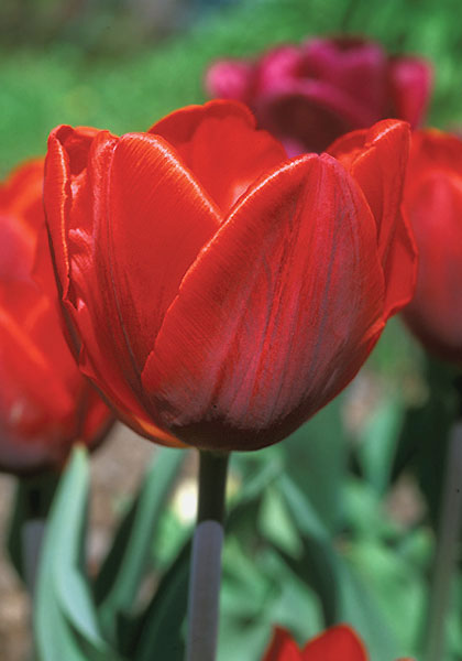 Couleur Cardinal tulip heirloom bulbs #2