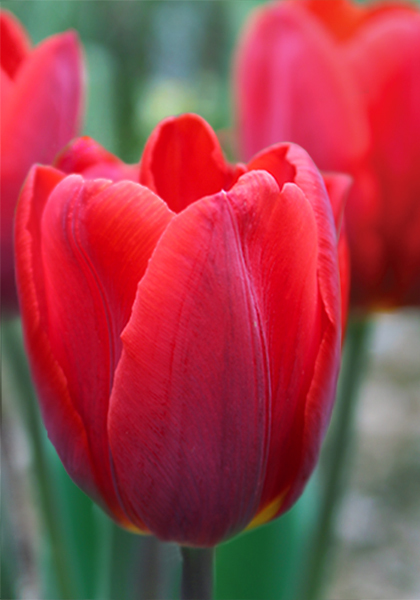 Couleur Cardinal tulip heirloom bulbs #1