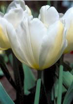 Diana tulip heirloom bulbs