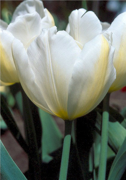 Diana tulip heirloom bulbs #1