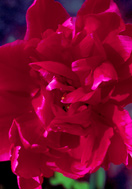 Electra tulip heirloom bulbs