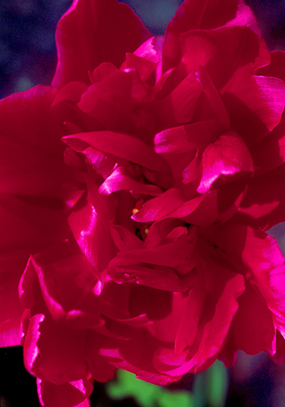 Electra tulip heirloom bulbs #1