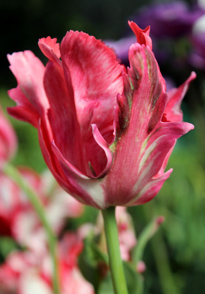Fantasy tulip heirloom bulbs #1