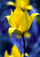 Florentine  tulip heirloom bulbs
