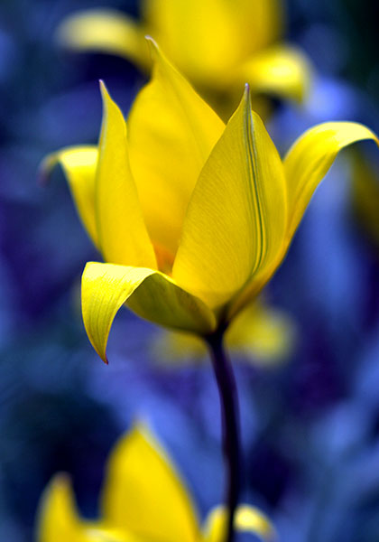 Florentine tulip heirloom bulbs #1
