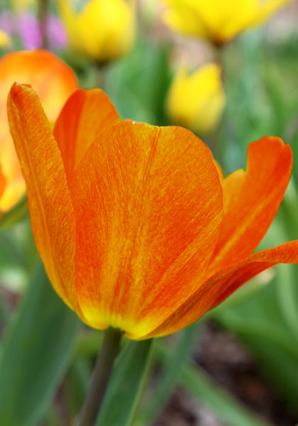Generaal de Wet tulip heirloom bulbs #1