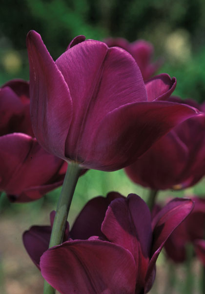 Greuze tulip heirloom bulbs #1