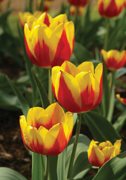 Keizerskroon tulip heirloom bulbs #1