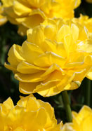 Mr. Van Der Hoef tulip heirloom bulbs