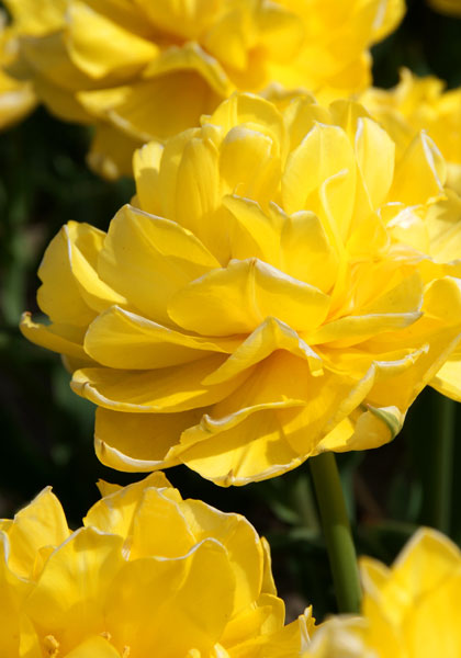 Mr. Van Der Hoef tulip heirloom bulbs #1