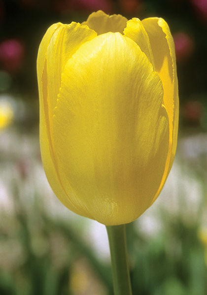Mrs. Scheepers tulip heirloom bulbs #1