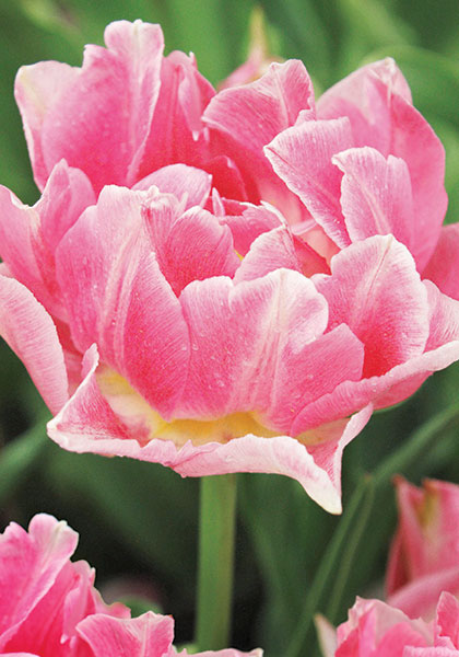 Peach Blossom tulip heirloom bulbs #2