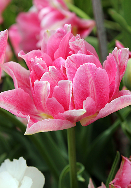 TULIPS