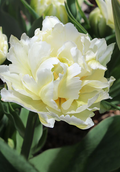Schoonoord tulip heirloom bulbs #1