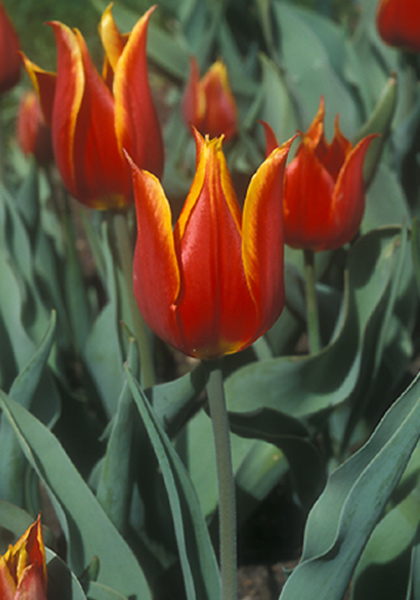 <em>schrenkii</em> tulip heirloom bulbs #1