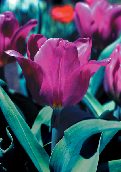 Van der Neer tulip heirloom bulbs #2