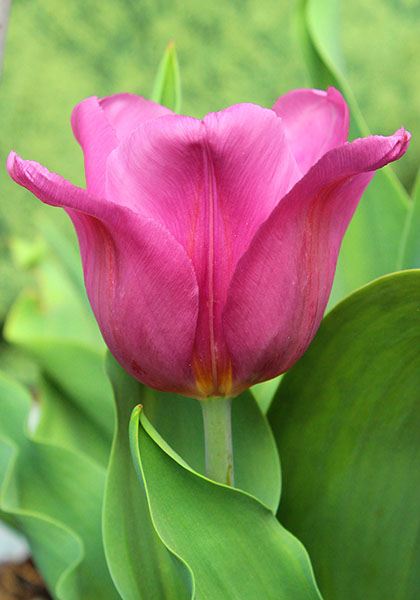 Van der Neer tulip heirloom bulbs #1