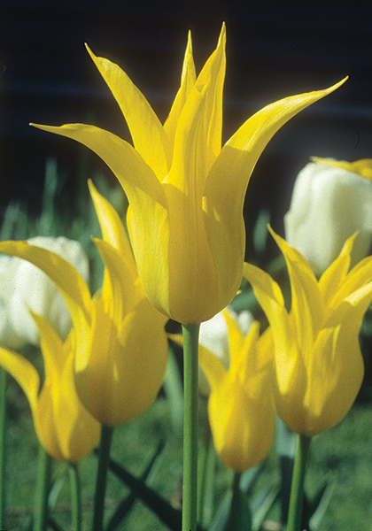 West Point tulip heirloom bulbs #1
