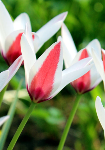 <i>clusiana</i> tulip heirloom bulbs #1