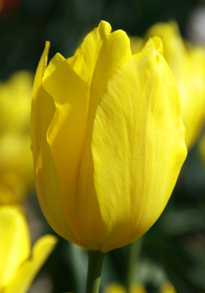 Yellow Prince tulip heirloom bulbs #1