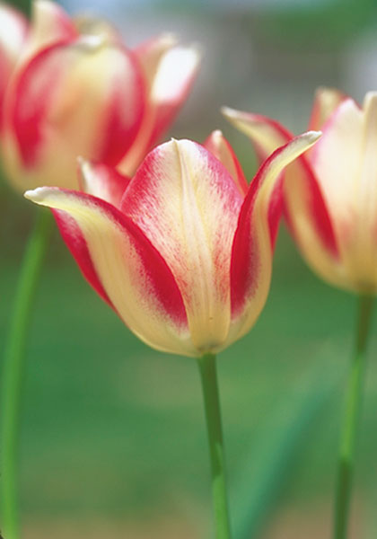 <i>marjolettii</i> tulip heirloom bulbs #1