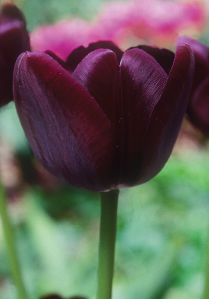 Philippe de Comines tulip heirloom bulbs #1