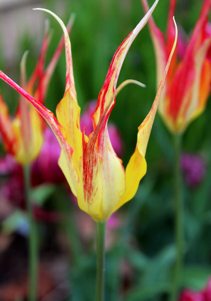 <i>acuminata</i> tulip heirloom bulbs #1