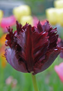 Black Parrot tulip heirloom bulbs