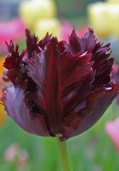 Black Parrot tulip heirloom bulbs #1