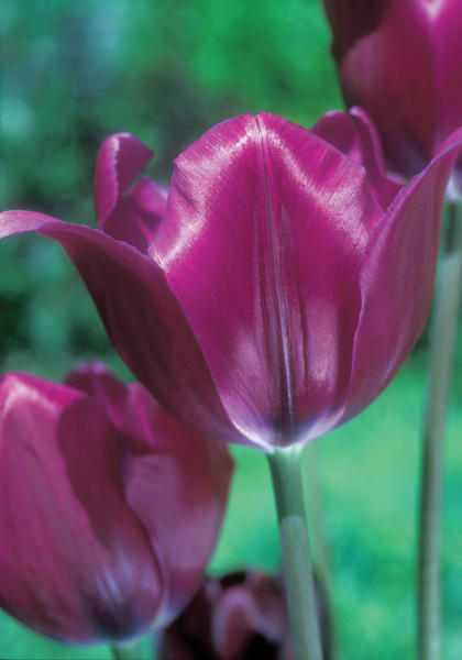 Demeter tulip heirloom bulbs #1