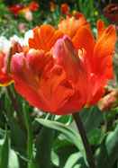 Orange Favorite tulip heirloom bulbs