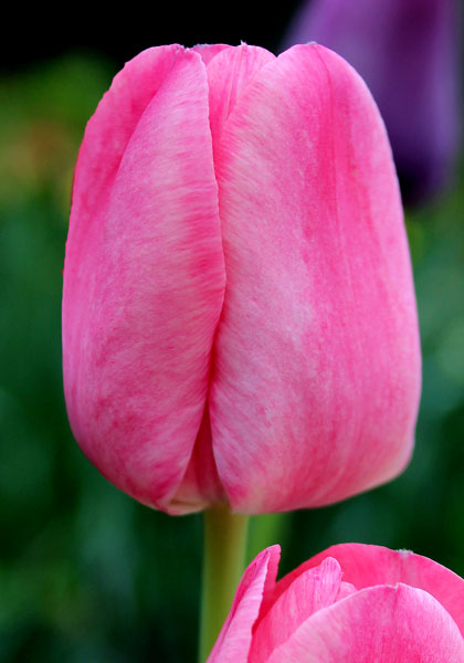 Princess Elizabeth tulip heirloom bulbs #2