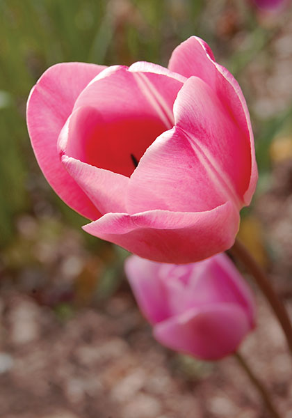TULIPS