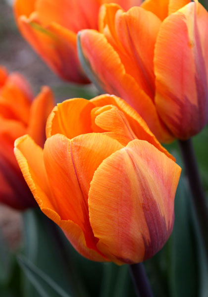 Prinses Irene tulip heirloom bulbs #1
