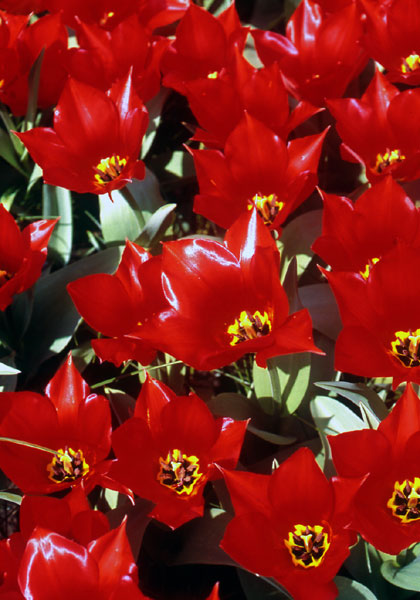 Brilliant Star tulip heirloom bulbs #1