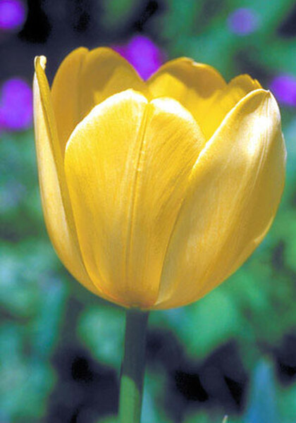 Golden Harvest tulip heirloom bulbs #2