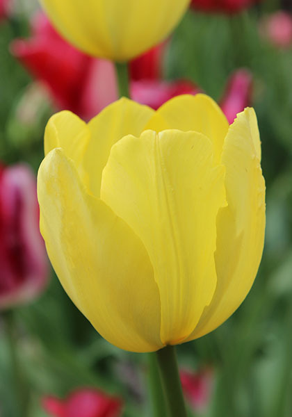 Golden Harvest tulip heirloom bulbs #1