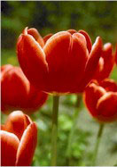 Invasion tulip heirloom bulbs