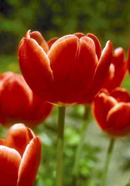 Invasion tulip heirloom bulbs #1