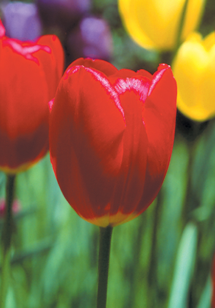 Lincolnshire tulip heirloom bulbs #1