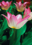 Duc van Tol Rose tulip heirloom bulbs