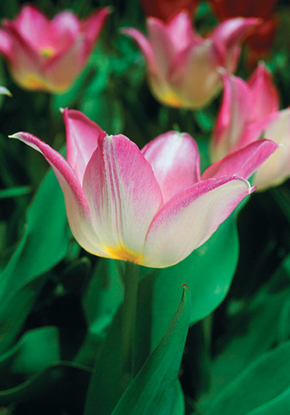 Duc van Tol Rose tulip heirloom bulbs #1