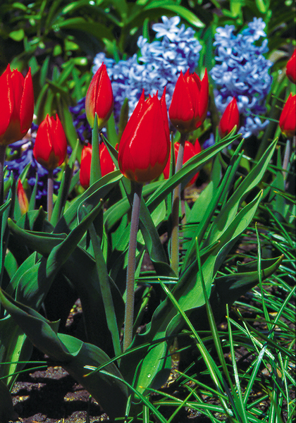 Duc van Tol Scarlet tulip heirloom bulbs #1