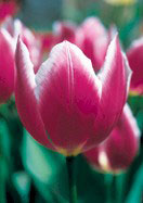 Duc van Tol Violet tulip heirloom bulbs
