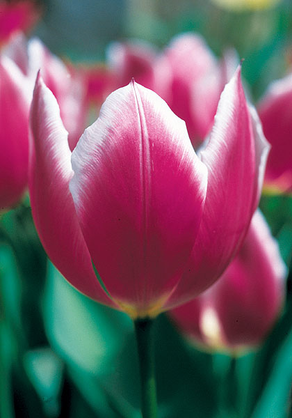 Duc van Tol Violet tulip heirloom bulbs #1
