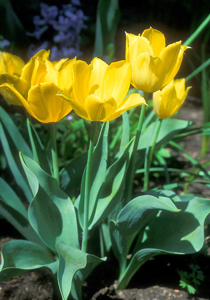 Duc van Tol Yellow tulip heirloom bulbs #1
