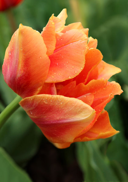 Willem van Oranje tulip heirloom bulbs #1