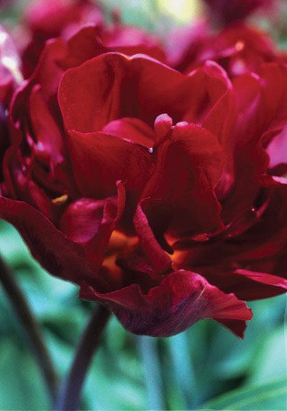 Purperkroon tulip heirloom bulbs #1