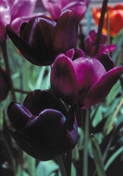 Queen of Night tulip heirloom bulbs #1